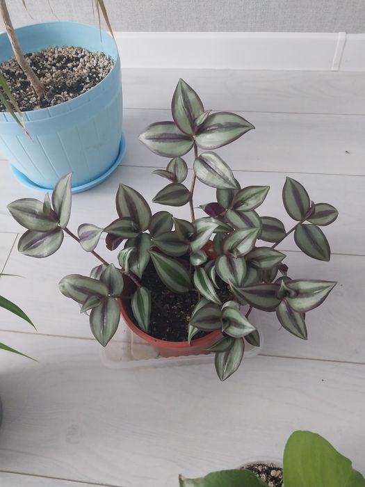 Продам комнатные цветы