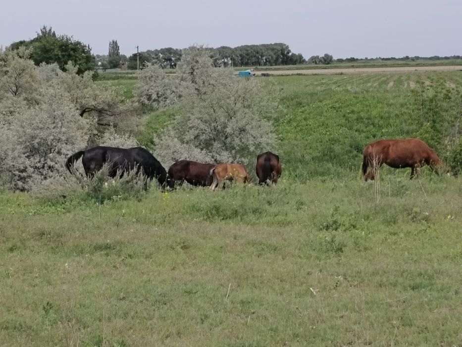 Жылкы бие лошади кобылы