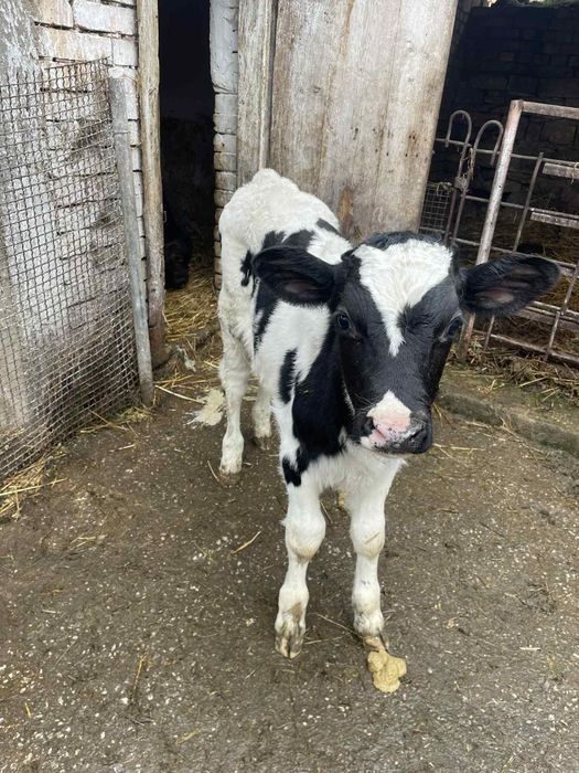 4 женски 1 мъжко