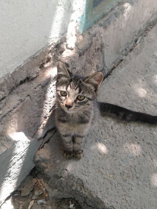 Котята в хорошие руки