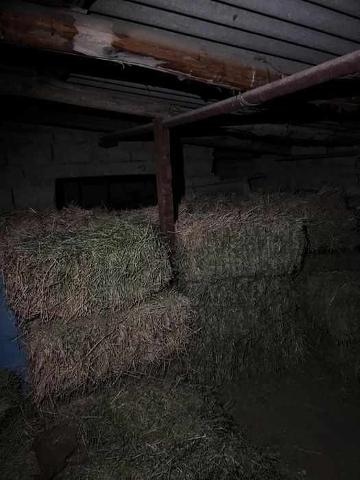 Жоңышқа шөп.    .