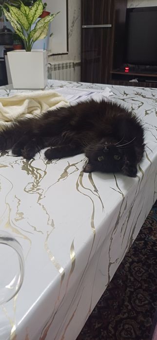 Qora mushuk 4oylik hadya qilaman yaxshi odamlarga