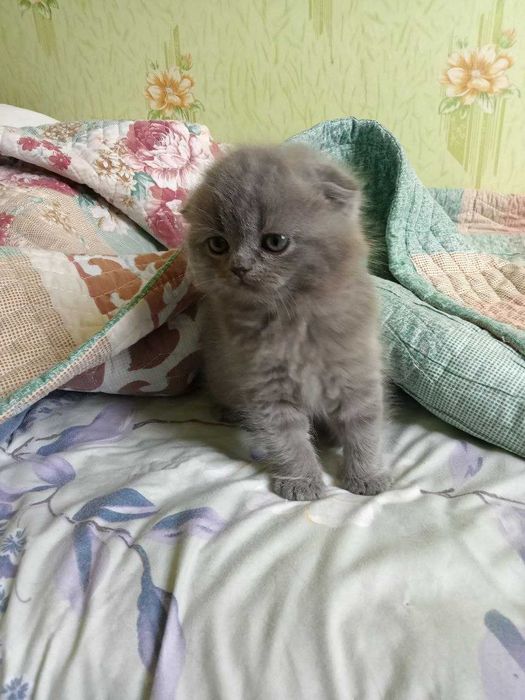 Продам котенка Шотландской Вислоухой