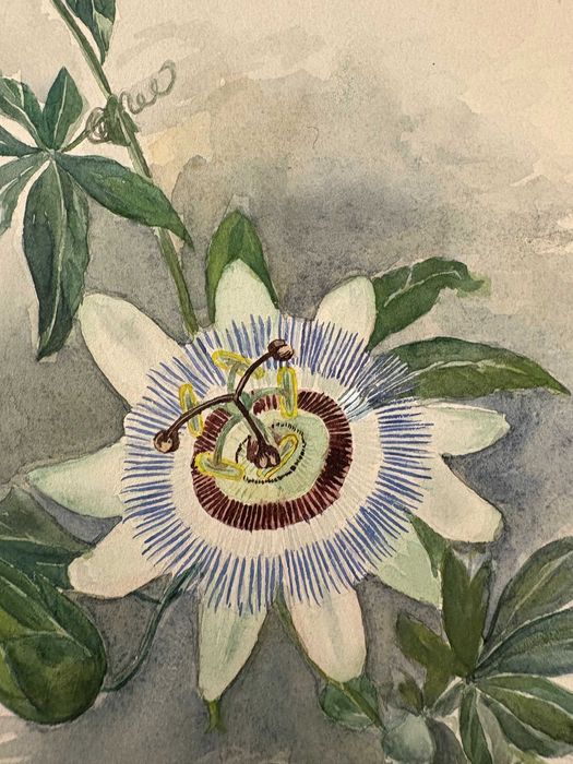 Pictura acuarelă „Floarea Pasiunii” de Johann Bender - Austria 1903