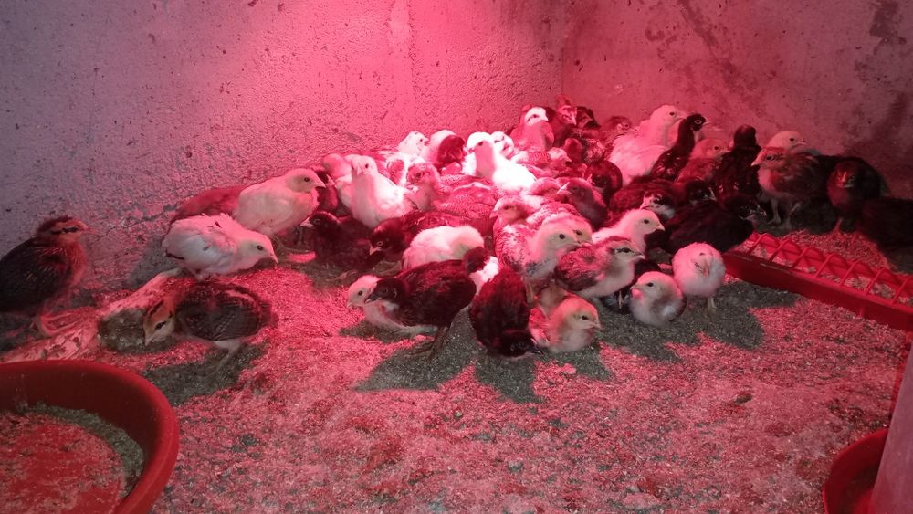Pui de țara,de la găinile din gospodăria proprie