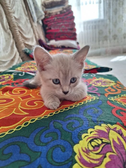 Продается котенок