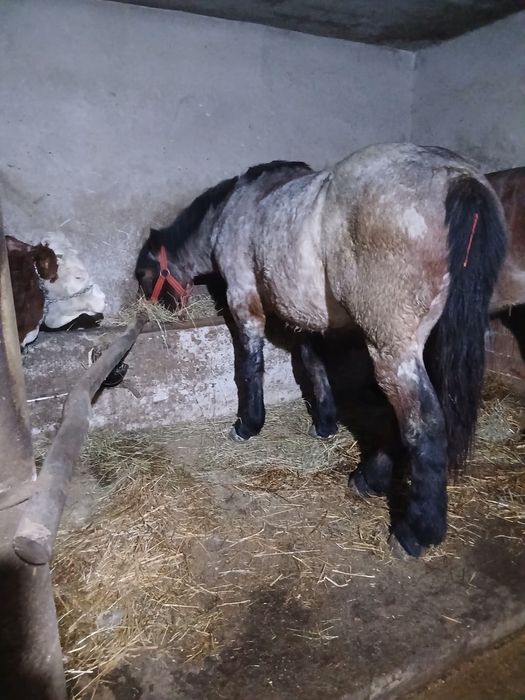 Vând viteii si o manza