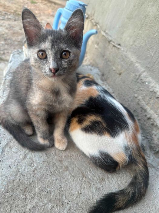 Кошка в добрые руки
