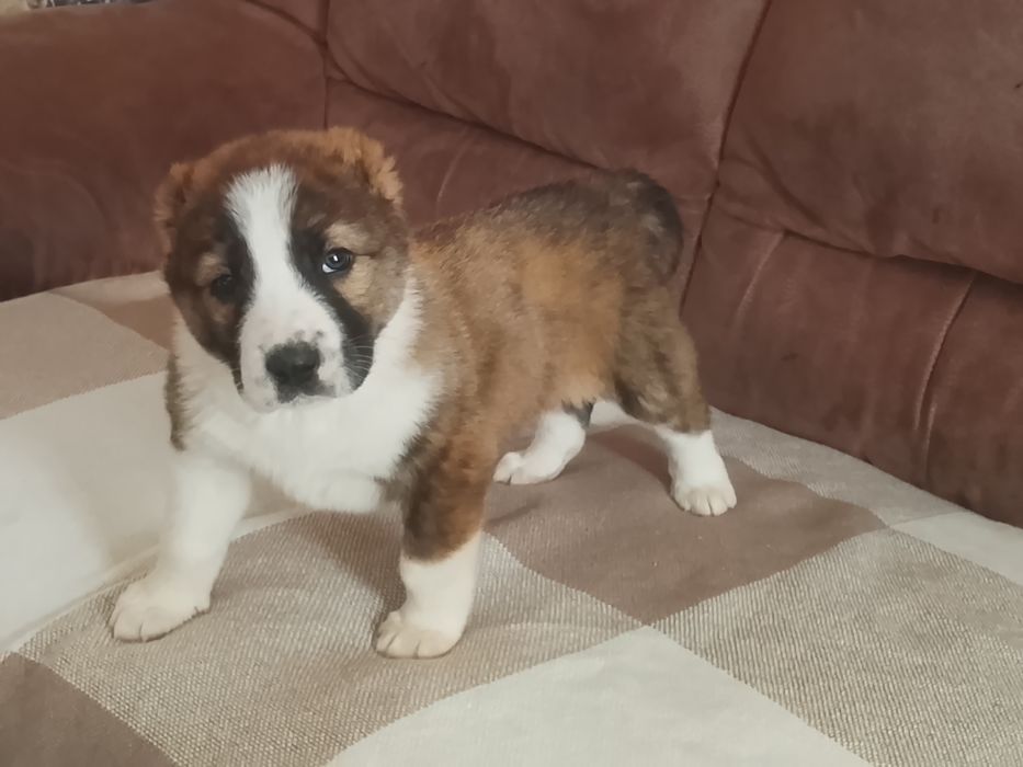 Щенки САО Алабай