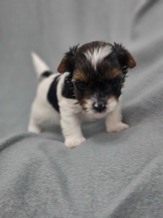 Йоркширски териер-бивер