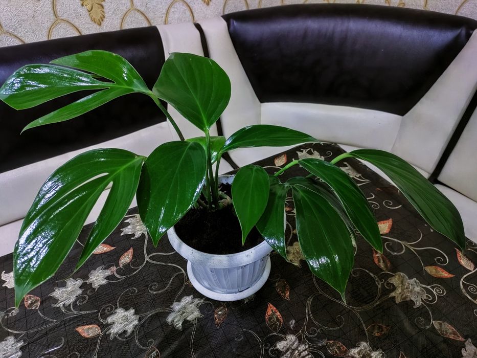 Продам цветы  доставка