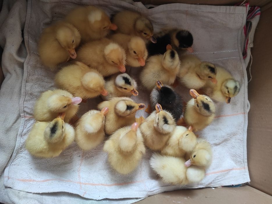 Pui de vânzare de găină și rață van urgent.