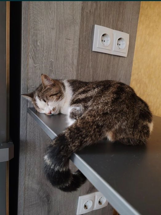 Домашняя кошка в хорошие руки