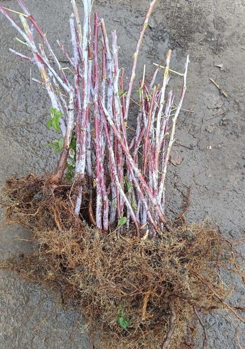 Butași zmeur Polka/buc