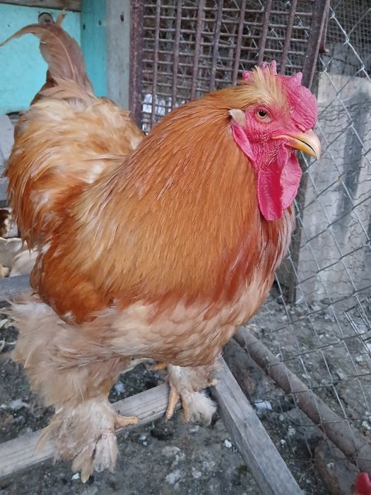 Oua cochinchina galben uriaș pt incubat