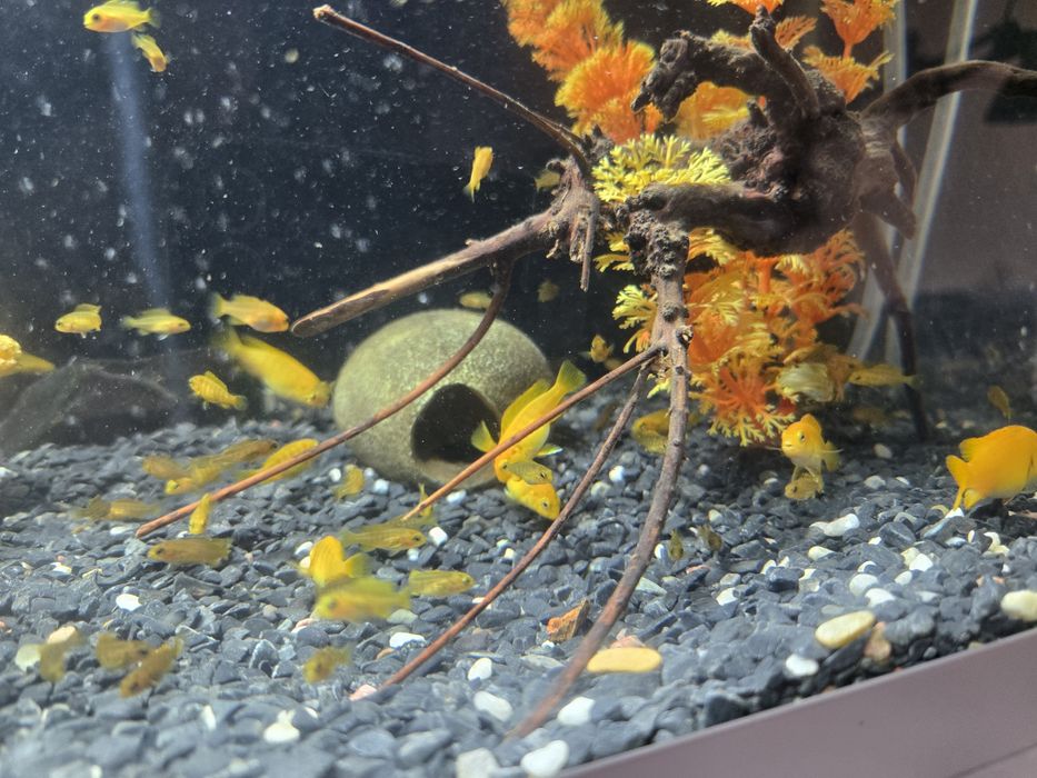 Африкански цихлиди