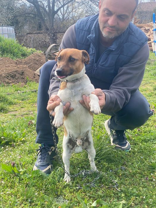 Продавам мини Джак Ръсел