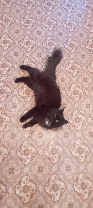 Отдам милую кошку