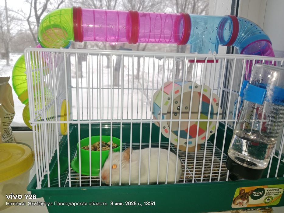 Продам хомячка джунгар