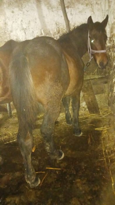 Manz 7 luni  devanzare