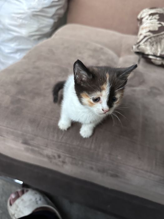маленький котята