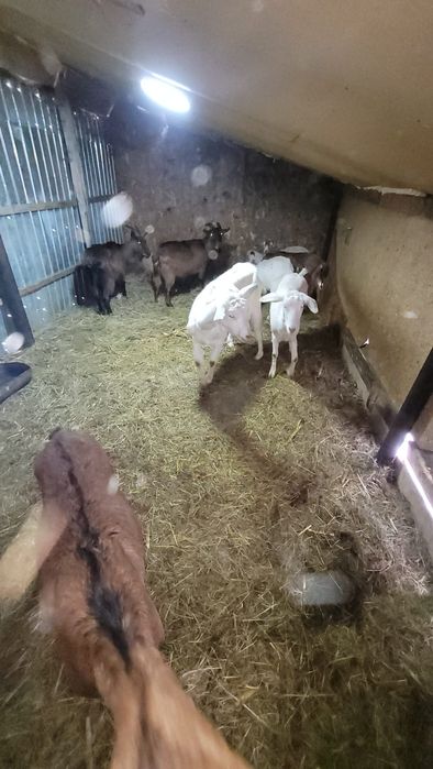 Capra mamă și fiică gestante