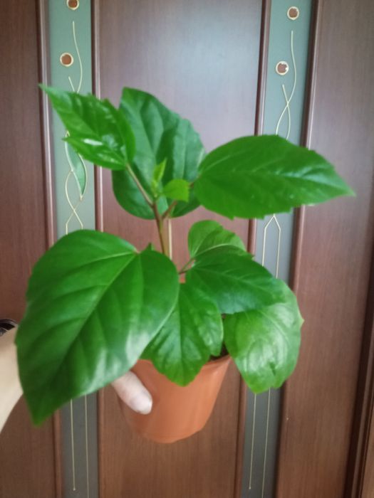 Строманта Фикусы Сингониумы