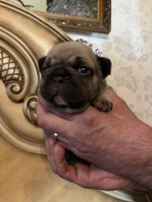 Шикарные французики