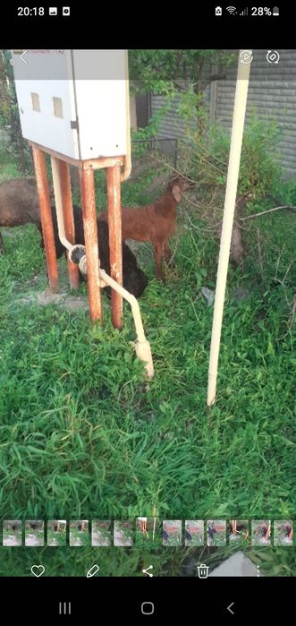 Қой сатылыды қозы