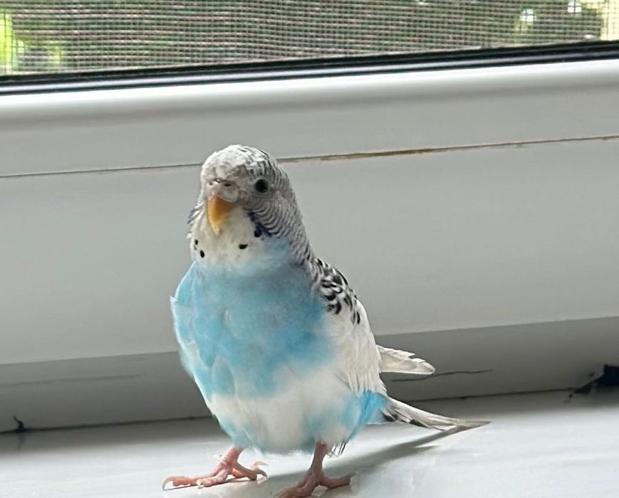 Волнистые попугаи