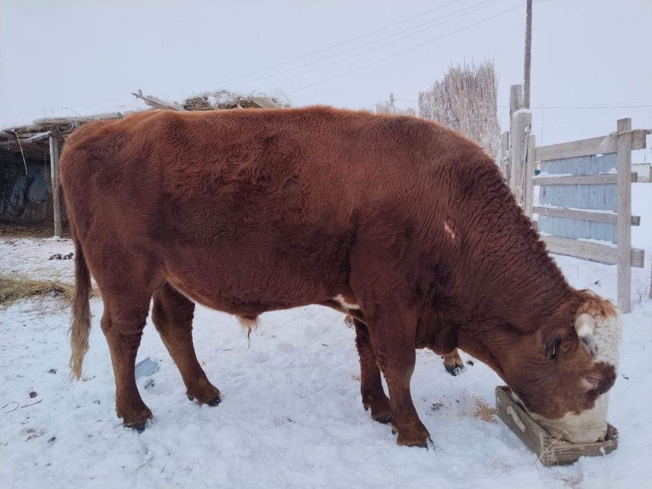 Бык акбас четыре года