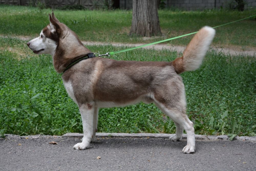 Кабель хаски ищет невесту.