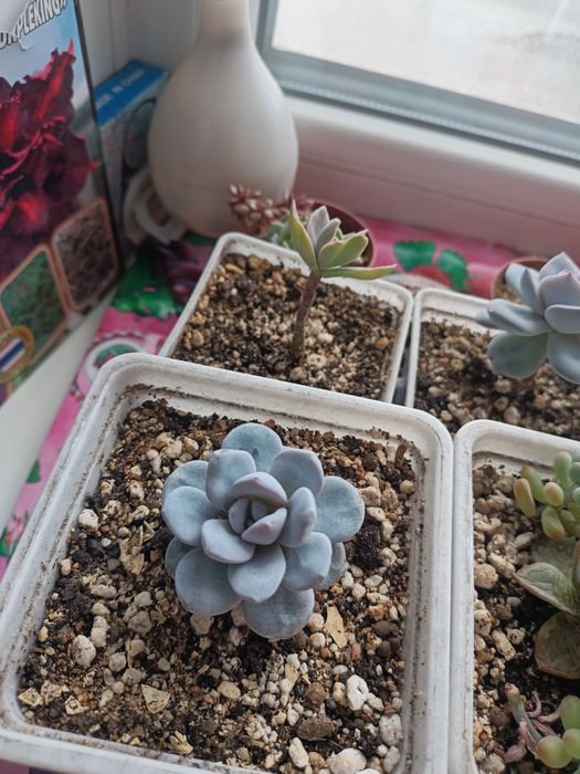 Продам редкие суккуленты!