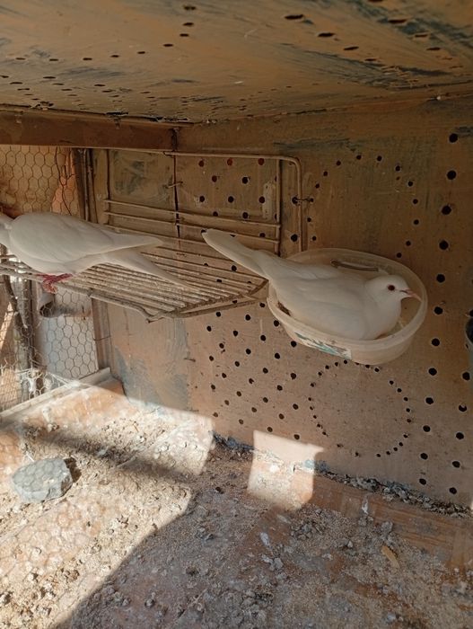 Смеещи се Гугутки