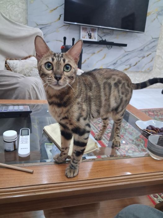 Продаётся кошка Бенгальский породы.