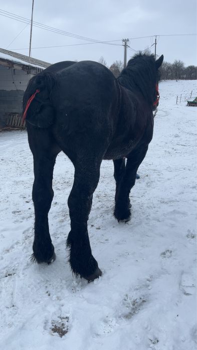 De vanzare manz armasar