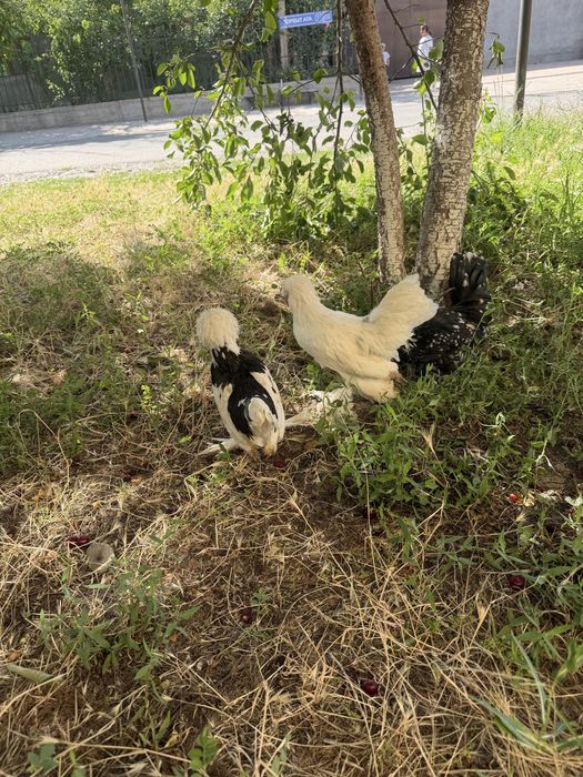 Корейский Султанка 3 тойка
