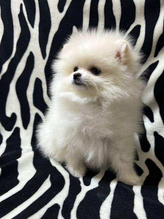 Шикарные шпицы мишки