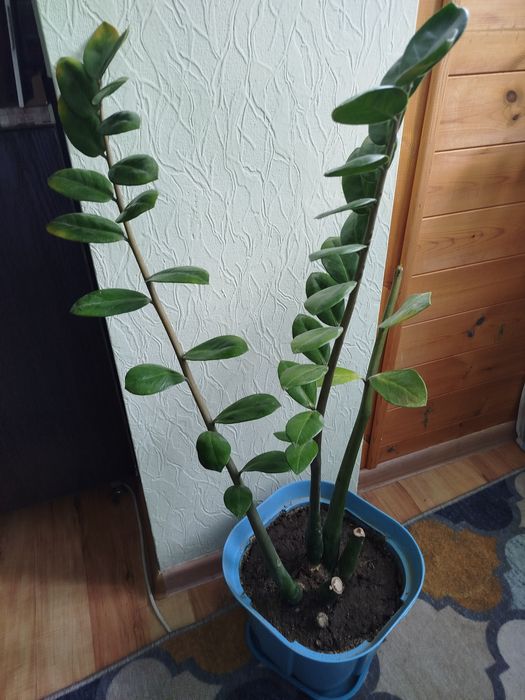 Продам замиакулькас