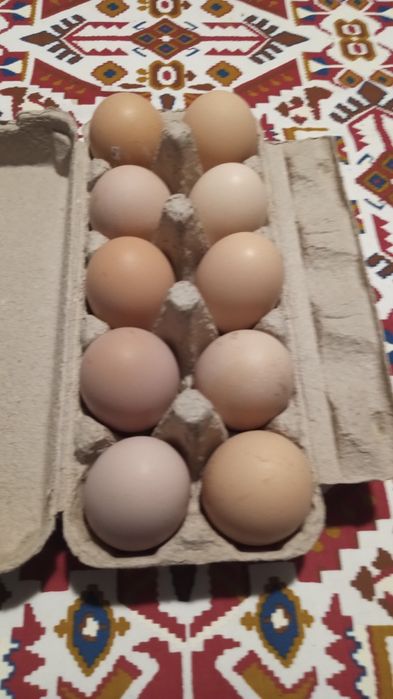 Vând ouă de găină