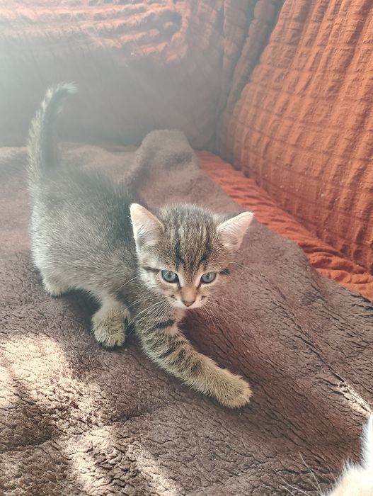 Котят в добрые руки