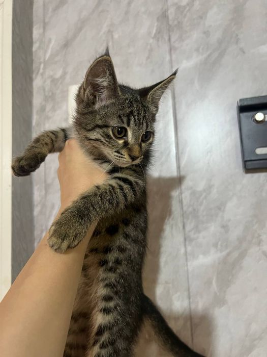 Отдадим котят в хорошие руки .Две девочки едят все . К лотку приучены.