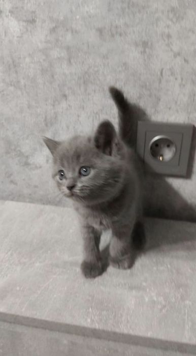 Британские котята