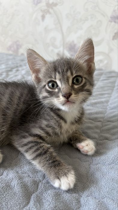 Отдам котят в хорошие руки