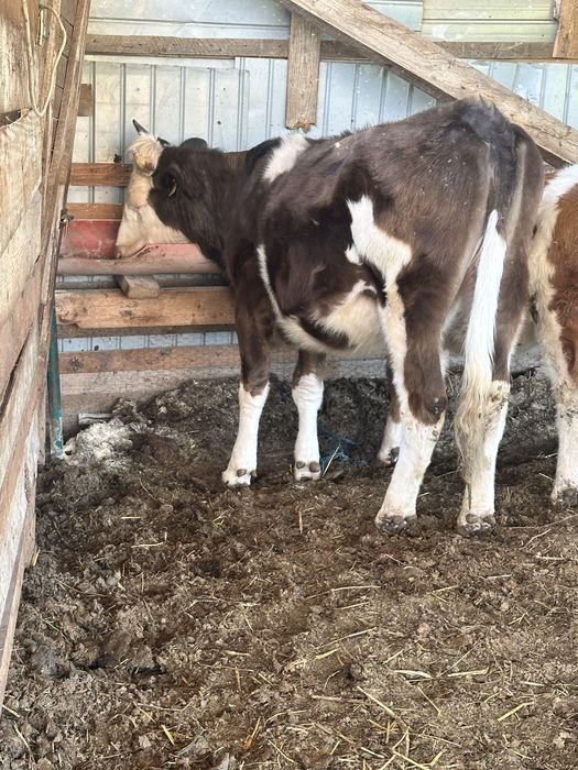 Se vinde junincuta baltata pe negru . Varsta 1.6-9 luni