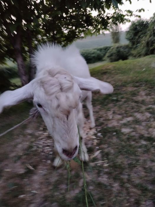 Taka zotli yoshi bir yarimda