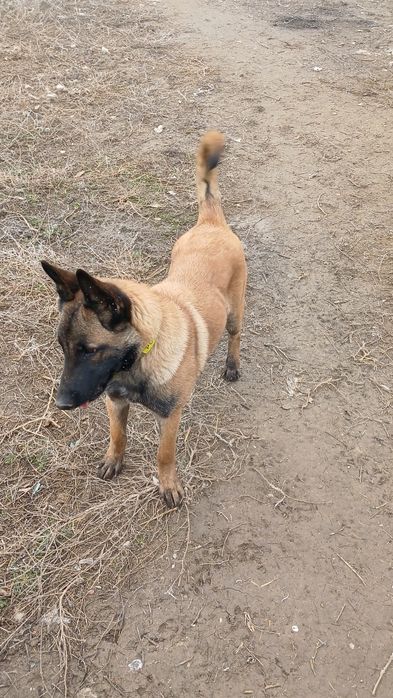 бельгийский овчарка Малинуа