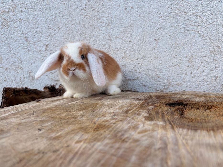 Iepuri pitici de companie berbec pitic/mini lop/holland lop