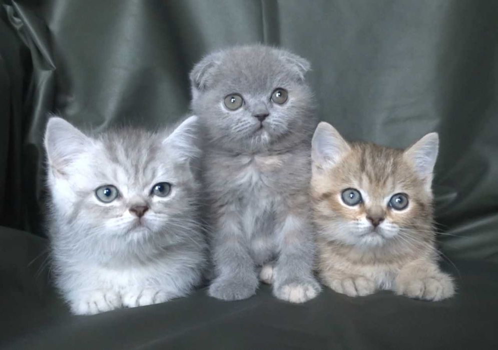 Шотландско и Британски късокосмести котенца