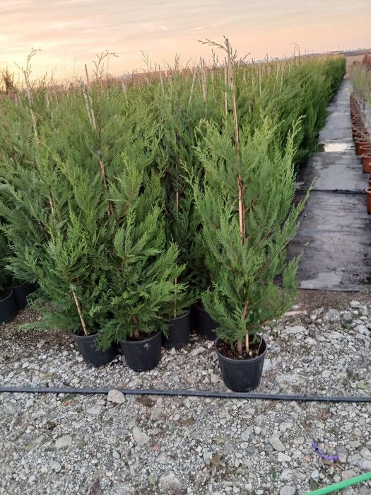 Leylandii la cel mai mic preț